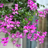 垂吊钓天竺葵龙卷风花苗种子籽苗四季 种开花阳台庭院盆栽易种