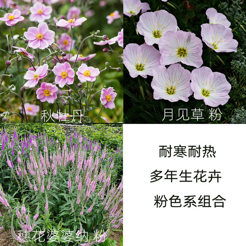 逸棵多生生花苗庭院阳台庭院宿根