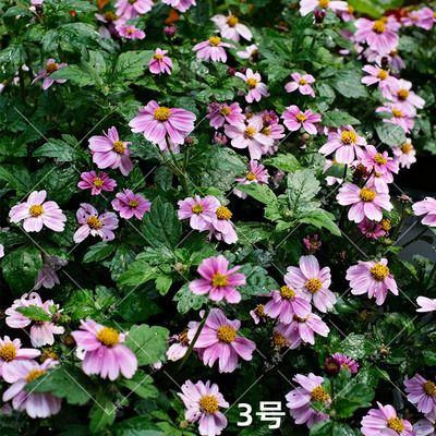 耐热室外易种逸棵四季鬼针草
