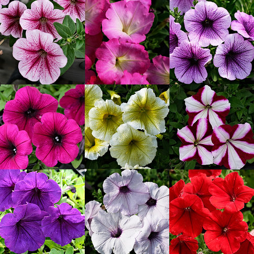 垂吊矮牵牛花苗阳台易种