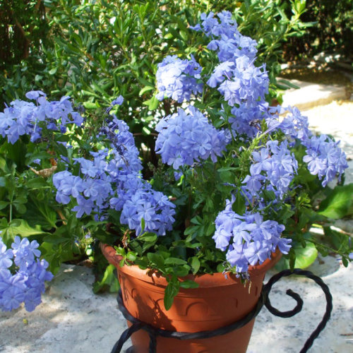 蓝雪花花苗盆栽四季阳台易种