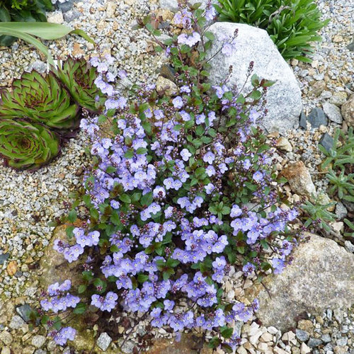 平卧匍匐婆婆纳多年生庭院地被