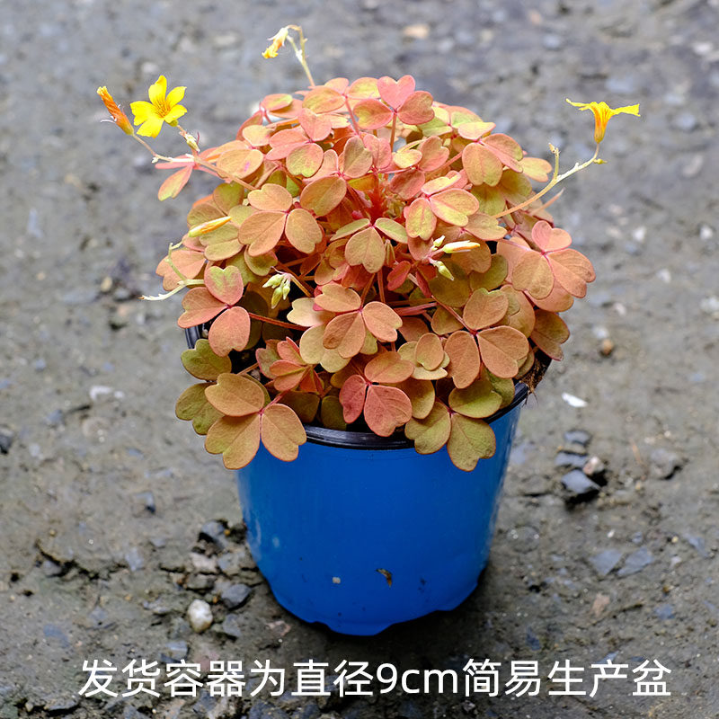 多年生熔岩酢浆草雅花苗花种子苗阳台庭院易种花卉冬季