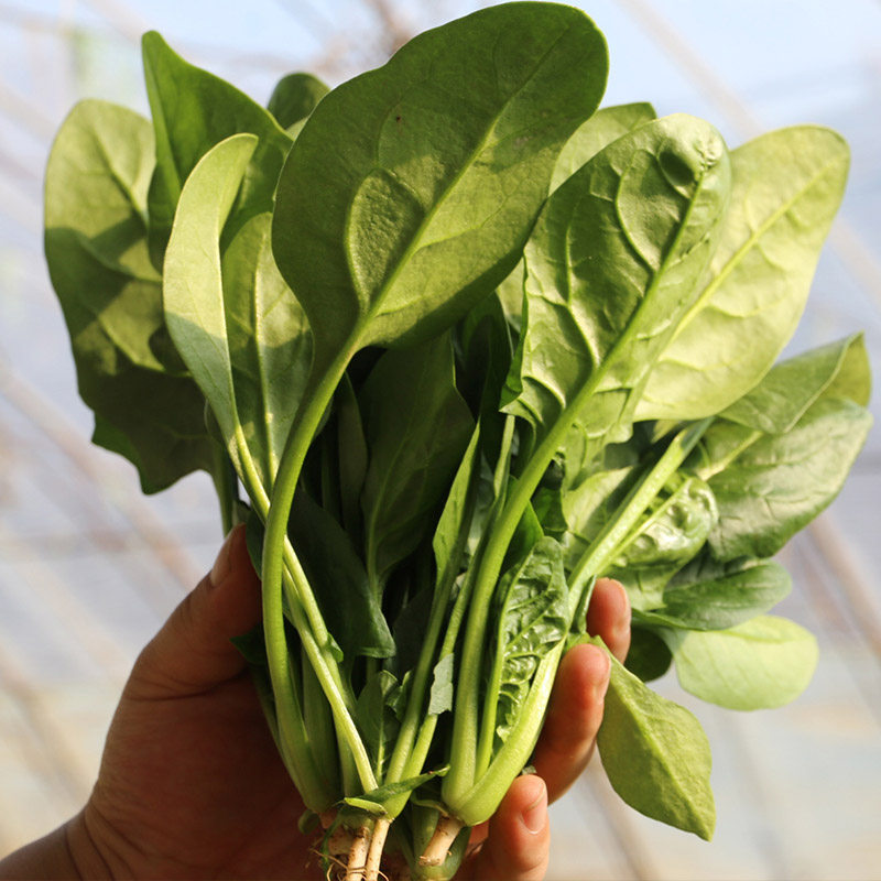 Vegetables seed Spinach seed Four seasons balcony courtyard Easy speciesin the Flower delivery/Flowers simulation/Plants gardening , Flowers/Fruits and vegetables/Lawn seed (New) , Home &amp; Garden Seeds  category - from Buy2taobao.com to provide professional Taobao agent buy service