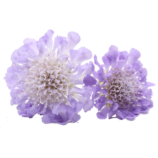 蓝盆花花苗种子苗多年生宿根矮生阳台庭院室内外盆栽花卉植物粉色