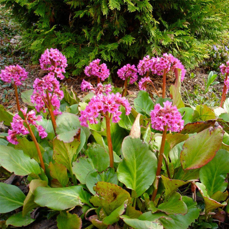 多年生宿根岩白菜种子苗四季