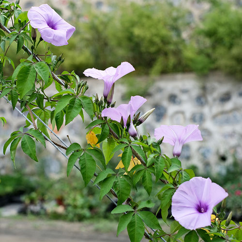 牵牛花花苗阳台盆栽夏季易种