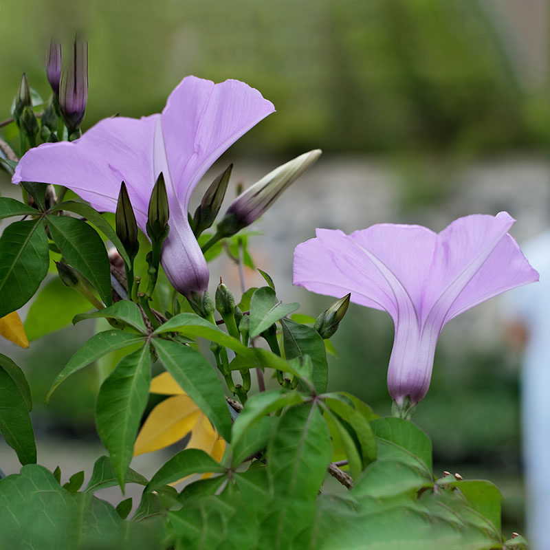 大花牵牛花种籽子孑苗爬藤苗盆栽朝颜四季种开花阳台庭院易种活