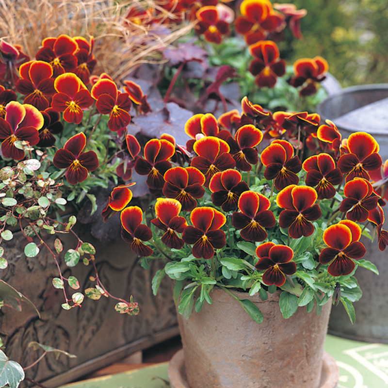 角堇三色堇花苗穴盘苗皱边