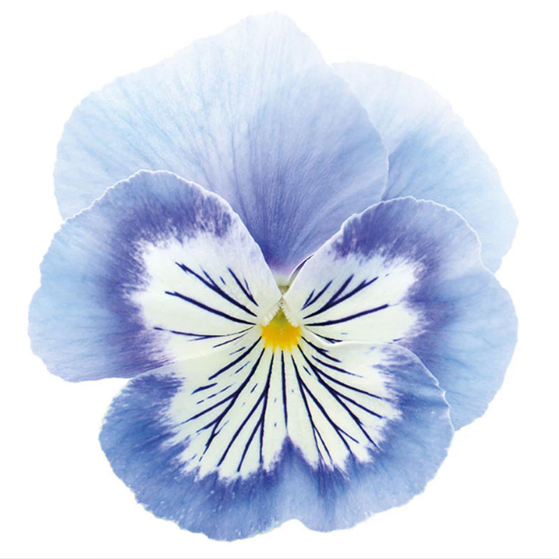 角堇三色堇花苗穴盘苗皱边