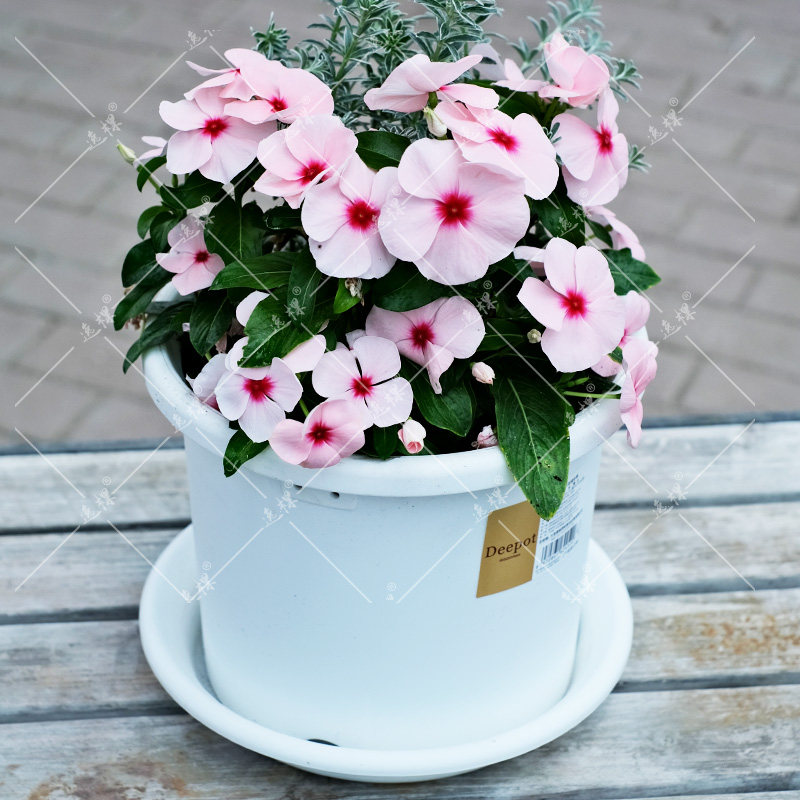 直立长春花苗种子日日春阳台庭院室内外盆栽四季种开花易种活耐热