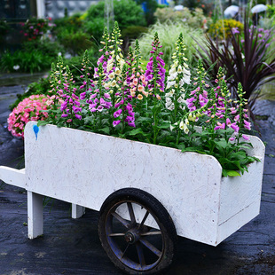 毛地黄花苗种子苗工程苗穴盘苗阳台庭院室内外盆栽多年生易种活