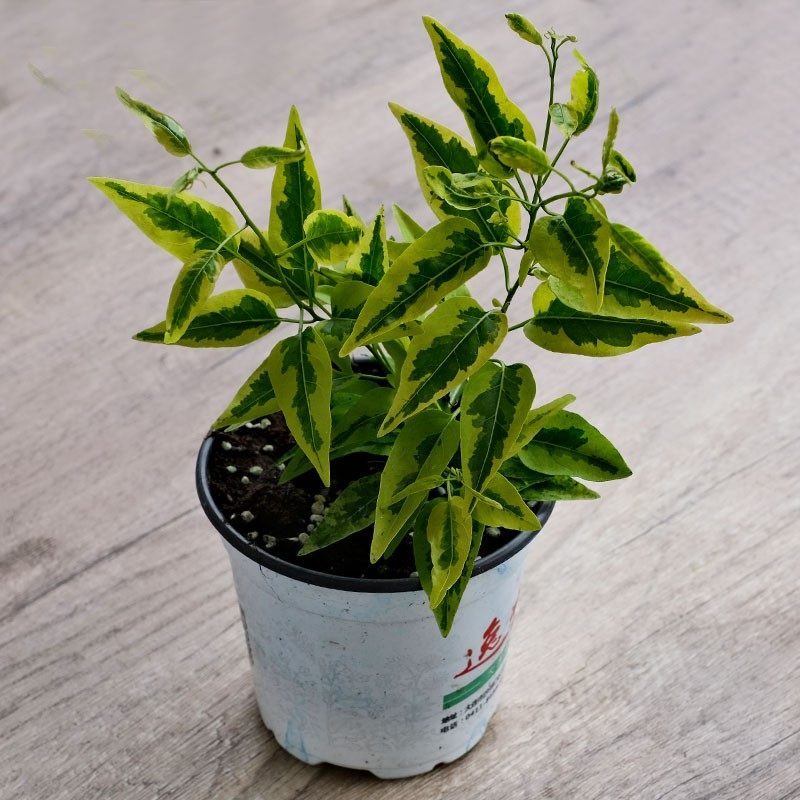 多年生四季庭院易种宿根植物