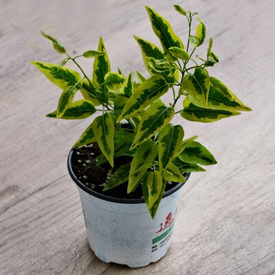 多年生四季庭院易种宿根植物