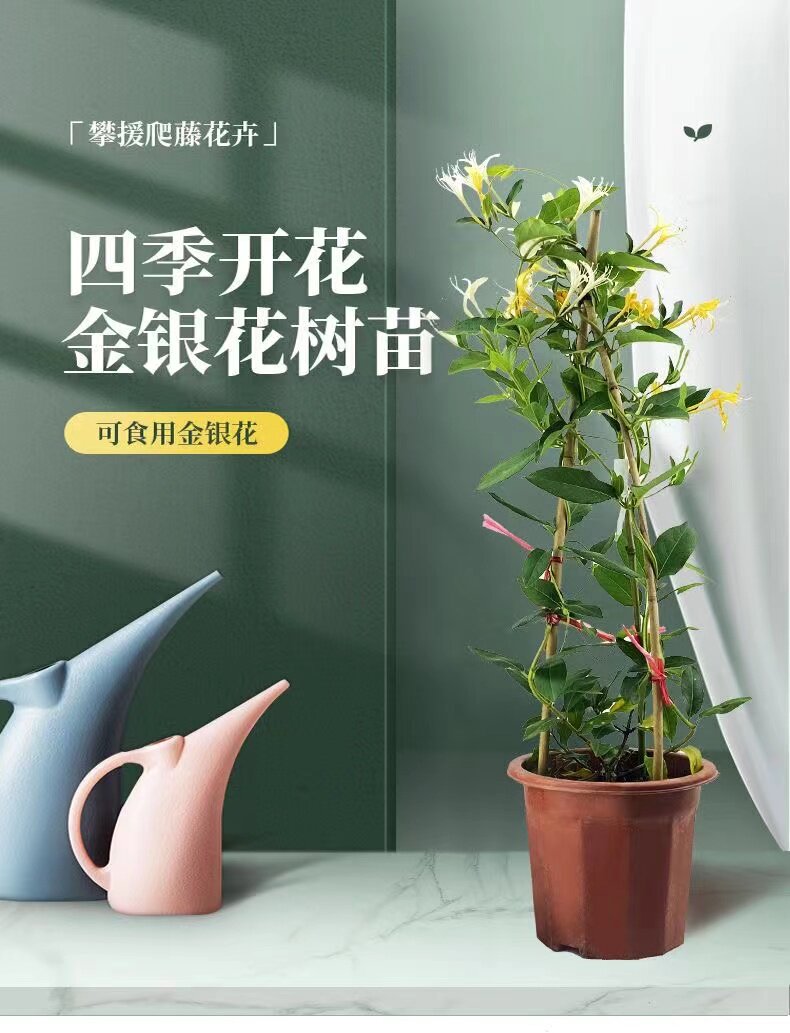 金银花爬藤植物庭院阳台四季开花