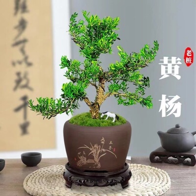 皱皮雀舌黄杨树苗 正宗小叶名贵黄杨苗 高档盆景造型庭院阳台盆栽