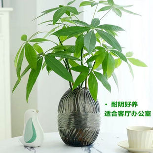 发财树水培植物室内小盆栽办公室客厅花卉绿植四季好养活桌面盆景