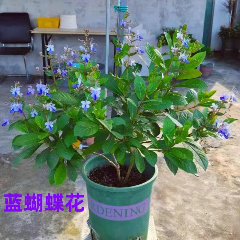 蓝蝴蝶花苗阳台盆栽花卉植物蝴蝶兰盆栽好养蓝色奇特花朵易养好活