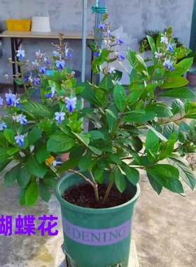 蓝蝴蝶花苗阳台盆栽花卉植物蝴蝶兰盆栽好养蓝色奇特花朵易养好活