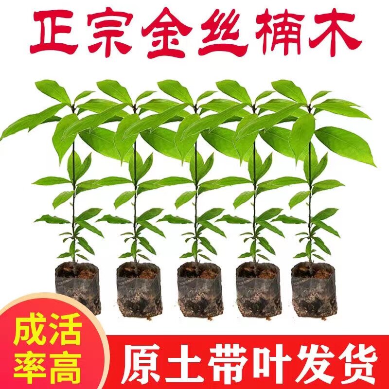 金丝楠木南北方庭院珍稀小苗常绿