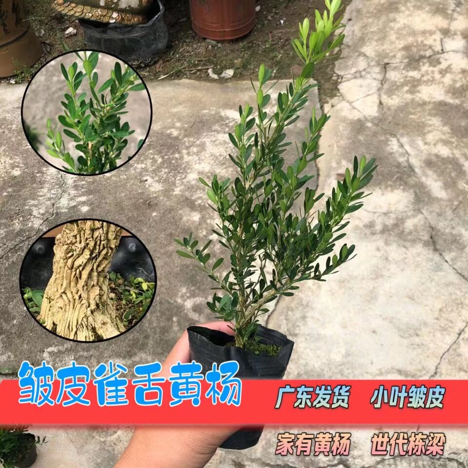 皱皮黄杨正宗广东名贵盆栽雀舌黄杨树苗绿植室内外可种植易活常青