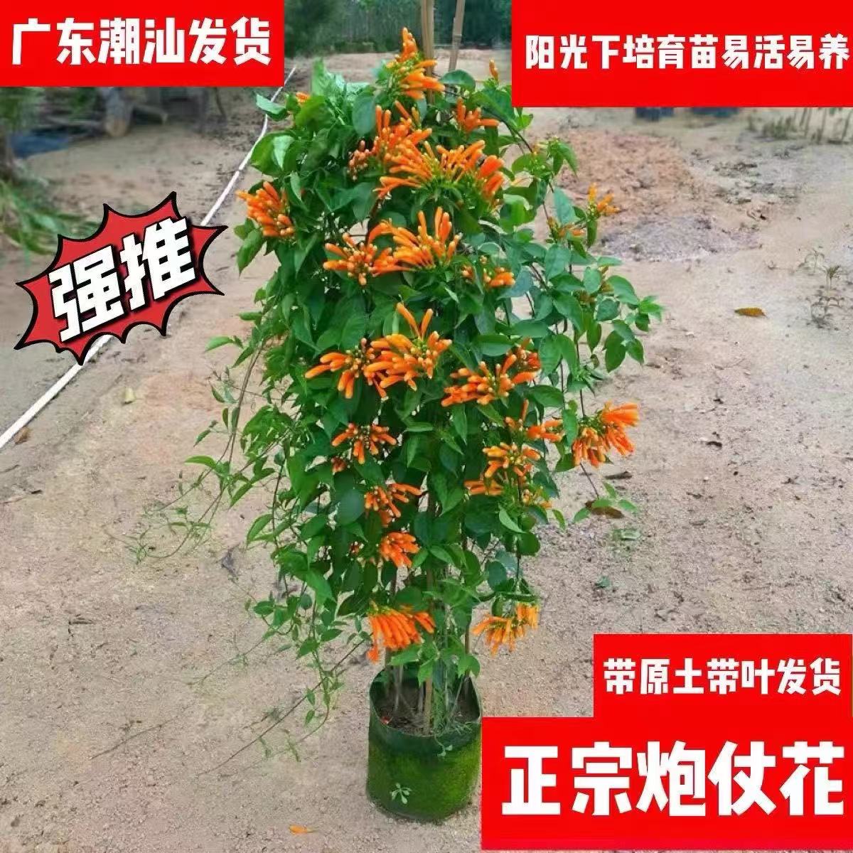 炮仗花苗爬藤花卉鞭炮花盆栽原土原叶育苗杯发货阳台庭院门口公园