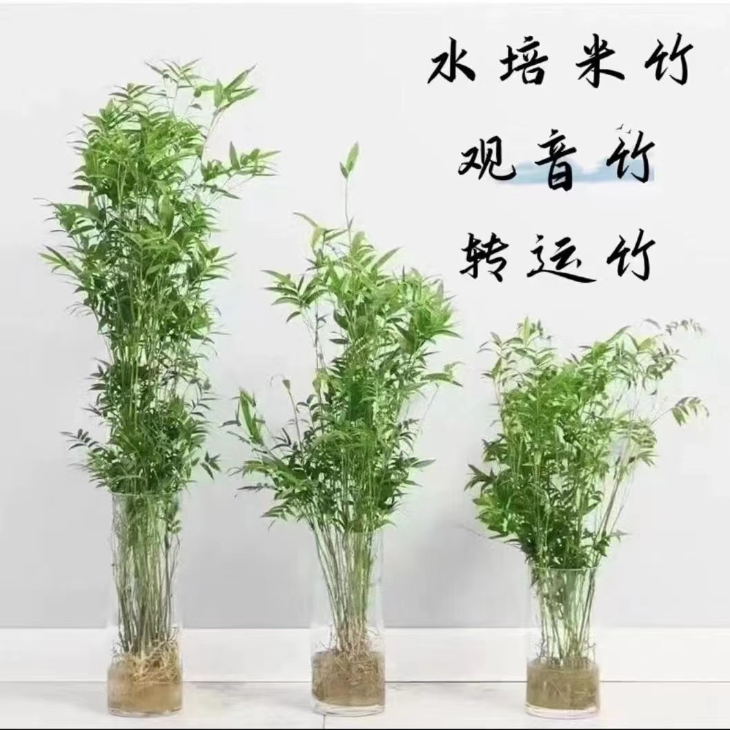 水培米竹室内水培植物水养观音竹 富贵竹南天竹客厅懒人高档绿植