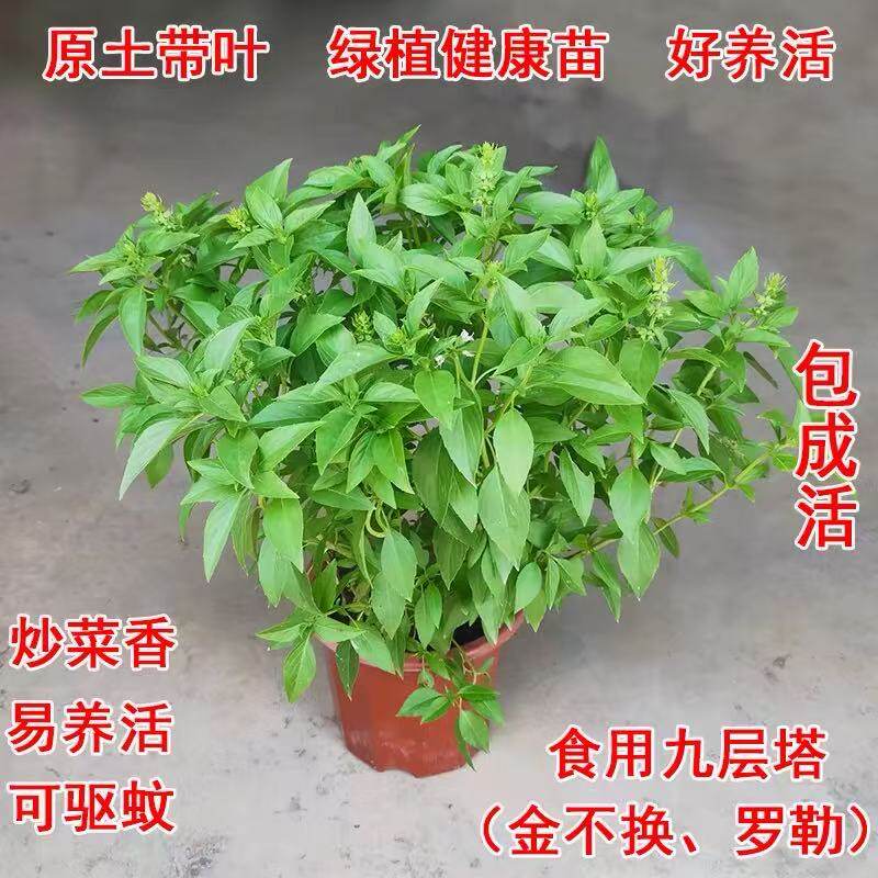 九层塔盆栽新鲜可食用香料调味三杯鸡擂茶薄荷罗勒潮汕金不换