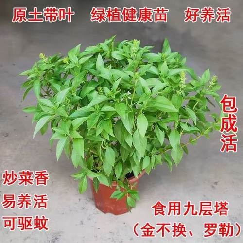 九层塔盆栽新鲜可食用香料调味三杯鸡擂茶薄荷罗勒潮汕金不换