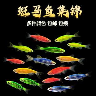 包邮 斑马鱼活体热带小型观赏红斑马鱼淡水彩色斑马鱼草缸好养耐活