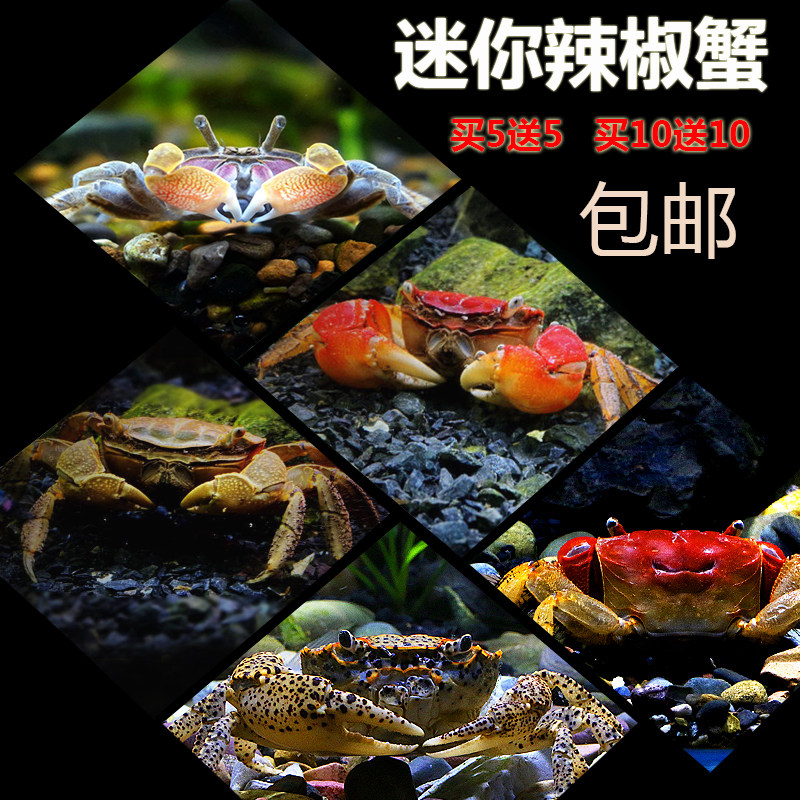 迷你辣椒蟹宠物活体淡水观赏清洁除藻工具鱼缸相手豹点蟹溪蟹包邮,宠物/宠物食品及用品,蟹,淘宝优惠券,粉丝福利购,淘宝优惠卷