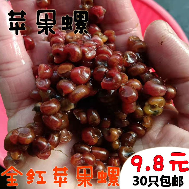 苹果螺除藻工具螺淡水观赏狗头河豚龟饲料清洁黑金刚螺神秘螺包邮