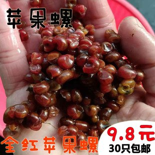 蘋果螺除藻工具螺淡水觀賞狗頭河豚龜飼料清潔黑金剛螺神秘螺 包郵
