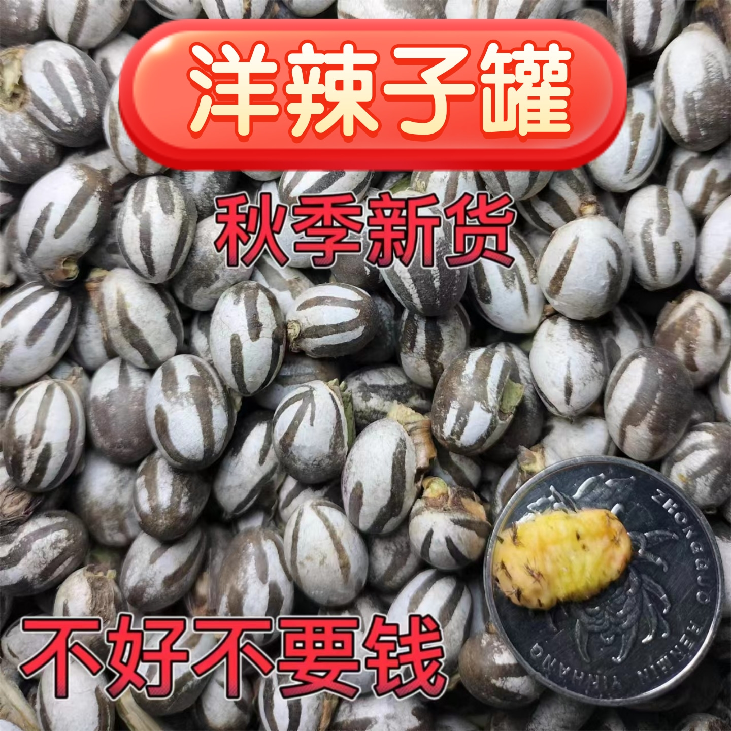 东北杨拉罐人吃钓鱼饵蜜袋鼯松鼠用品仓鼠金丝熊洋辣子罐蛋坦克虫