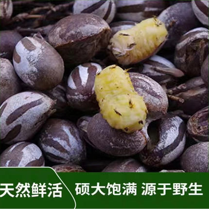 杨拉罐洋辣子罐蛋活包邮幼虫高蛋白粮食钓鱼鱼饵鸟仓鼠零食坦克虫
