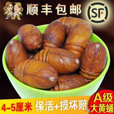 东北特产柞蚕蛹鲜活特级新鲜茧蛹蚕蛹大黄蚕蛹黑蝉蛹活A级1斤包邮