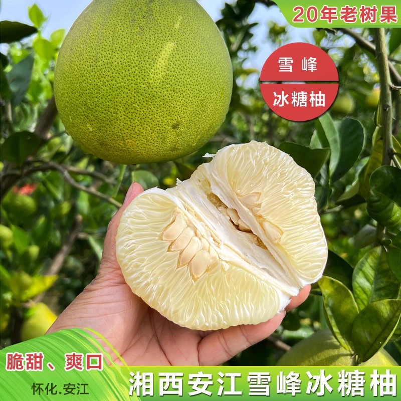 湖南雪峰冰糖柚新鲜怀化安江老树小苦柚药柚子安福金兰柚净重9斤