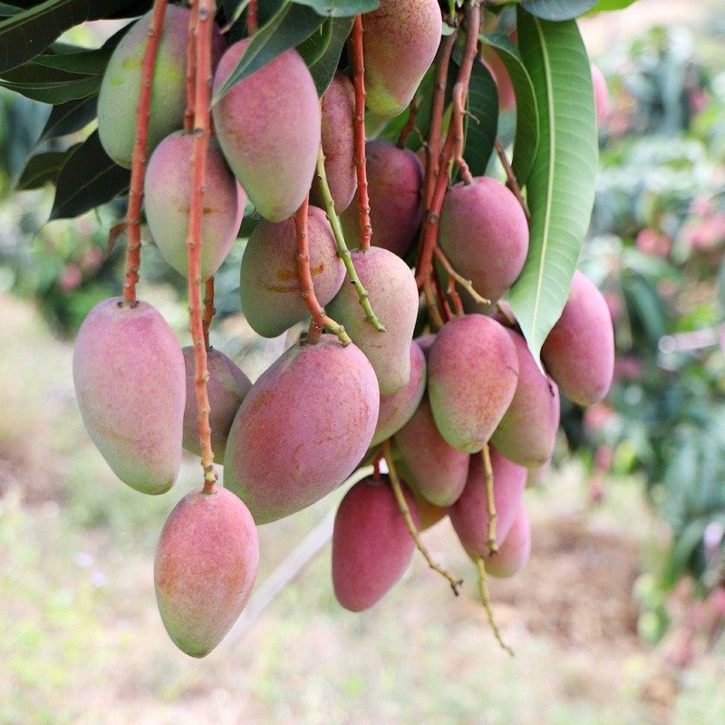 海南贵妃芒10斤芒果新鲜热带水果应当季红金龙青甜心忙整箱5包邮在类目 水产肉类/新鲜蔬果/熟食, 新鲜水果, 芒果中 - 来自Buy2taobao.com提供专业的淘宝代购服务