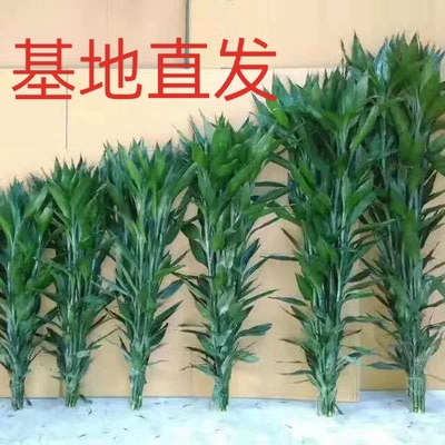 富贵竹花水养客厅水培植物粗枝转运竹绿植盆栽室内净化空气鲜花瓶