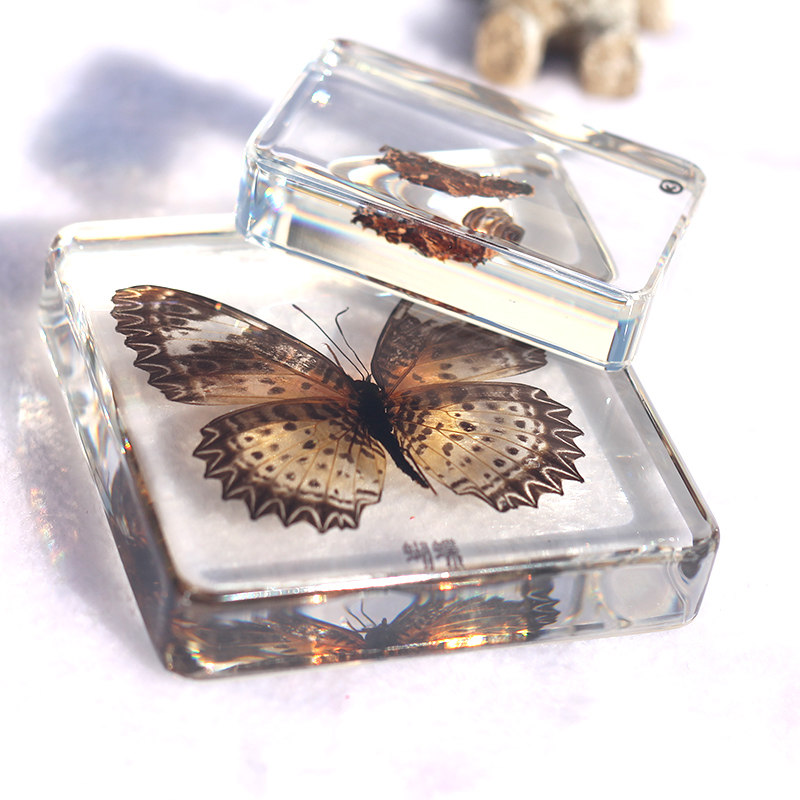 幼儿园幼教发现室儿童科学益智日常教具动植物包埋活体标本