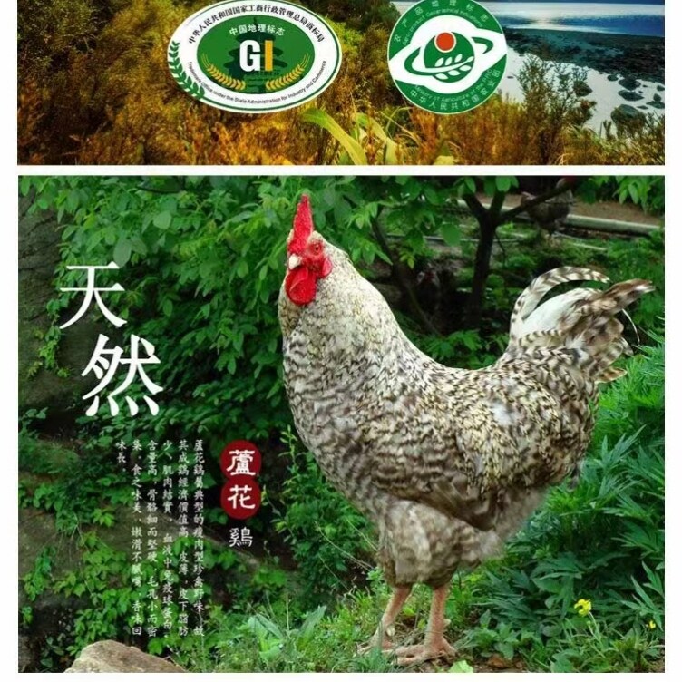 山东汶上芦花鸡蛋芦花鸡芦花鸡新鲜土鸡蛋