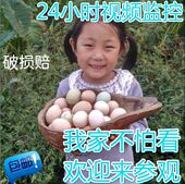 正宗土鸡蛋农家散养新鲜农村自养纯野外竹林柴月子草本笨鸡蛋60枚