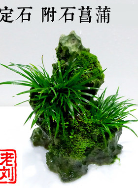 老刘石艺台湾吴定石金钱菖蒲附石盆景吸水石苔藓微景观特大号包邮