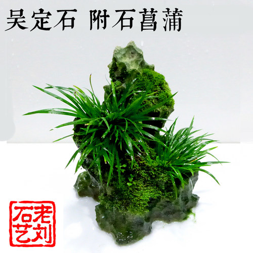 老刘石艺台湾吴定石金钱菖蒲附石盆景吸水石苔藓微景观特大号包邮