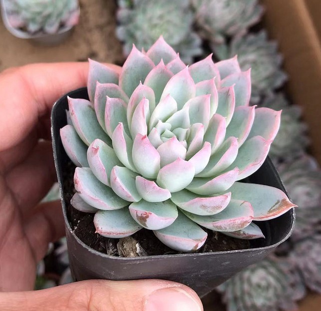 紫罗兰女王 多肉植物实拍 6.5cm盆 基地4-6cm
