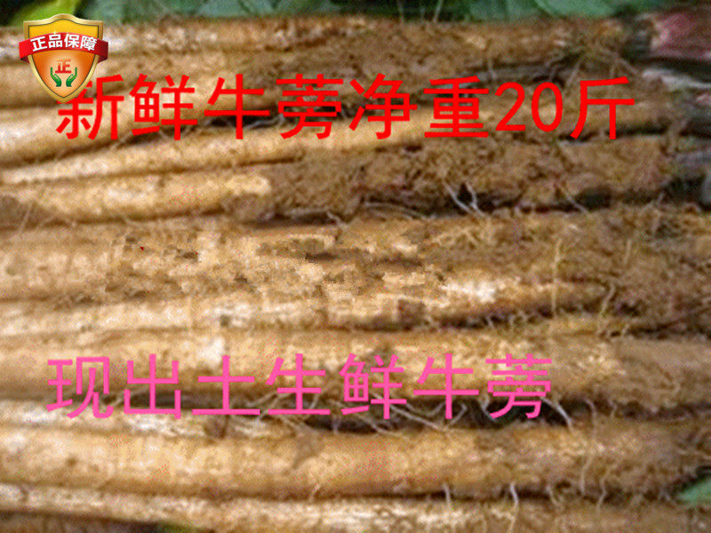 今年食用促销现出土一级徐州新鲜牛蒡根净重20斤