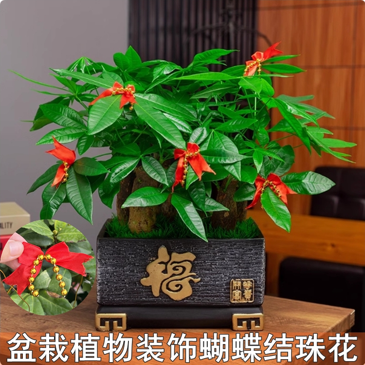 发财树金钱树盆景盆栽装饰蝴蝶结珠花新年无旦喜庆日装扮捆绑挂件