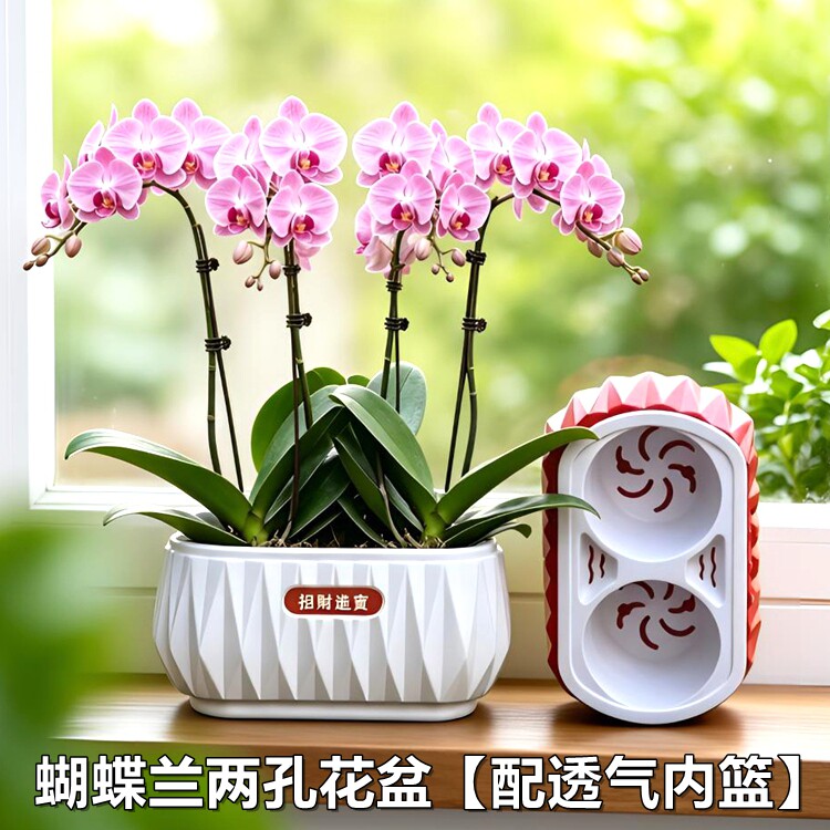 蝴蝶兰专用拼盆花钵2.5/2.8寸图片