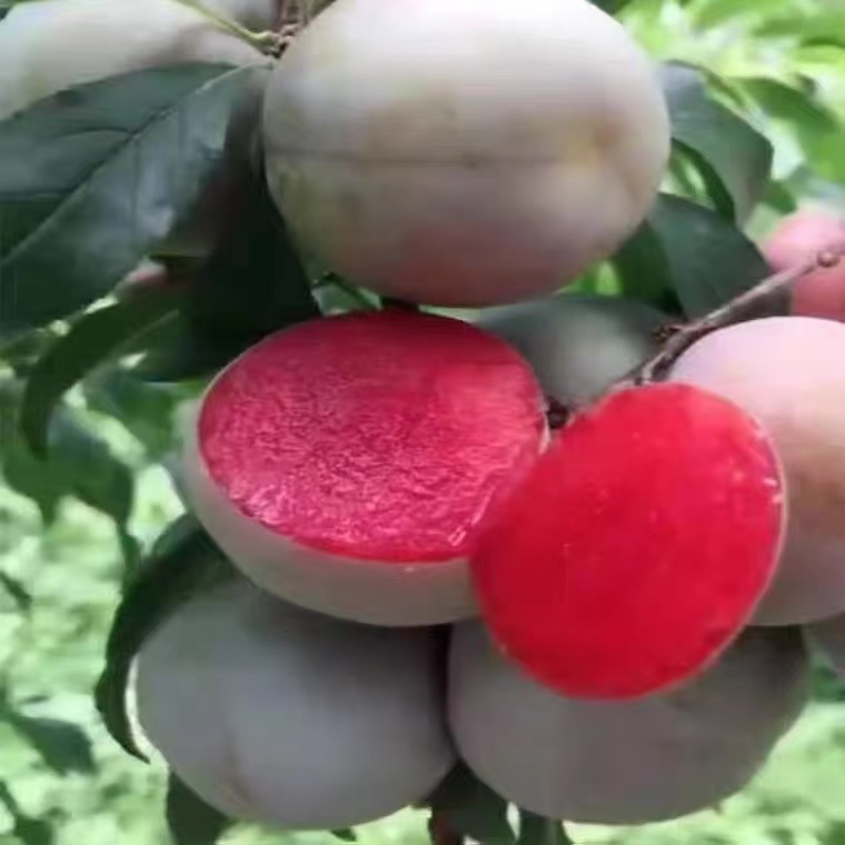 嫁接李子苗恐龙蛋各种稀有水果