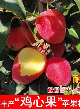耐寒果树鸡心海棠花红南北方种植